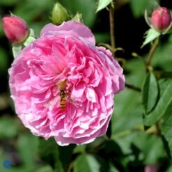 'Harlow Carr' Rosa X 'Harlow Carr' (Engelsk Rose) A-Kvalitet,- Barrods Roser Min. 3 Grene 20 'Harlow Carr' Rosa X 'Harlow Carr' (Engelsk Rose) A-Kvalitet,- Barrods Roser Min. 3 Grene -Planter Salgsbutik fi4396 rosa harlow carr aushouse 022c