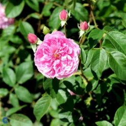 'Harlow Carr' Rosa X 'Harlow Carr' (Engelsk Rose) A-Kvalitet,- Barrods Roser Min. 3 Grene 21 'Harlow Carr' Rosa X 'Harlow Carr' (Engelsk Rose) A-Kvalitet,- Barrods Roser Min. 3 Grene -Planter Salgsbutik fi4396 rosa harlow carr aushouse 3119