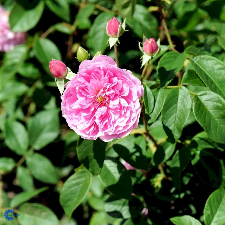 'Harlow Carr' Rosa X 'Harlow Carr' (Engelsk Rose) A-Kvalitet,- Barrods Roser Min. 3 Grene 12 'Harlow Carr' Rosa X 'Harlow Carr' (Engelsk Rose) A-Kvalitet,- Barrods Roser Min. 3 Grene - Image 10