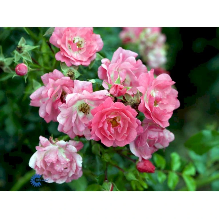 'Heidetraum' Rosa X 'Heidetraum' (Bunddækkerose) A-Kvalitet,- Barrods Roser Min. 3 Grene 7 'Heidetraum' Rosa X 'Heidetraum' (Bunddækkerose) A-Kvalitet,- Barrods Roser Min. 3 Grene - Image 5