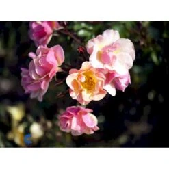 'Jazz'® Rosa X 'Jazz'® (Bunddækkerose) A-Kvalitet,- Barrods Roser Min. 3 Grene 11 'Jazz'® Rosa X 'Jazz'® (Bunddækkerose) A-Kvalitet,- Barrods Roser Min. 3 Grene -Planter Salgsbutik fi4482 rosa jazz f66a