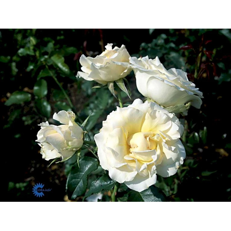 'Kaj Munk'™ Rosa X 'Kaj Munk'™ (storblomstrende) A-Kvalitet,- Barrods Roser Min. 3 Grene 7 'Kaj Munk'™ Rosa X 'Kaj Munk'™ (storblomstrende) A-Kvalitet,- Barrods Roser Min. 3 Grene - Image 5