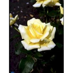 'Kaj Munk'™ Rosa X 'Kaj Munk'™ (storblomstrende) A-Kvalitet,- Barrods Roser Min. 3 Grene 13 'Kaj Munk'™ Rosa X 'Kaj Munk'™ (storblomstrende) A-Kvalitet,- Barrods Roser Min. 3 Grene -Planter Salgsbutik fi4505 rosa kaj munk pouldunk n 89b9