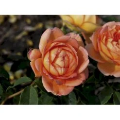 'Lady Of Shalott' Rosa X 'Lady Of Shalott' (Engelsk Rose) A-Kvalitet,- Barrods Roser Min. 3 Grene 21 'Lady Of Shalott' Rosa X 'Lady Of Shalott' (Engelsk Rose) A-Kvalitet,- Barrods Roser Min. 3 Grene -Planter Salgsbutik fi4563 rosa lady of shalott ausnyson 4bd9