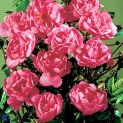 'Lavender Cover'® Rosa X 'Lavender Cover'® (Bunddækkerose) A-Kvalitet,- Barrods Roser Min. 3 Grene 13 'Lavender Cover'® Rosa X 'Lavender Cover'® (Bunddækkerose) A-Kvalitet,- Barrods Roser Min. 3 Grene -Planter Salgsbutik fi4580 rosa lavender cover poulrust n f591