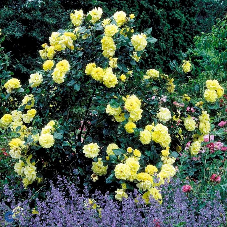 'Lichtkönigin Lucia'® Rosa X 'Lichtkönigin Lucia'® (Buketrose) A-Kvalitet,- Barrods Roser Min. 3 Grene 13 'Lichtkönigin Lucia'® Rosa X 'Lichtkönigin Lucia'® (Buketrose) A-Kvalitet,- Barrods Roser Min. 3 Grene - Image 11