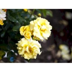 'Lichtkönigin Lucia'® Rosa X 'Lichtkönigin Lucia'® (Buketrose) A-Kvalitet,- Barrods Roser Min. 3 Grene 20 'Lichtkönigin Lucia'® Rosa X 'Lichtkönigin Lucia'® (Buketrose) A-Kvalitet,- Barrods Roser Min. 3 Grene -Planter Salgsbutik fi4598 rosa lichtkoenigin lucia 25a2