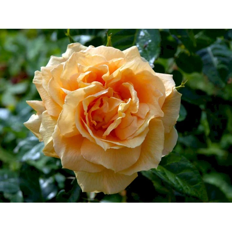 'Lichtkönigin Lucia'® Rosa X 'Lichtkönigin Lucia'® (Buketrose) A-Kvalitet,- Barrods Roser Min. 3 Grene 12 'Lichtkönigin Lucia'® Rosa X 'Lichtkönigin Lucia'® (Buketrose) A-Kvalitet,- Barrods Roser Min. 3 Grene - Image 10
