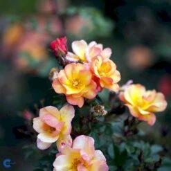 'Linnaeus'™ Rosa X 'Linnaeus'™ (Bunddækkerose) A-Kvalitet,- Barrods Roser Min. 3 Grene 29 'Linnaeus'™ Rosa X 'Linnaeus'™ (Bunddækkerose) A-Kvalitet,- Barrods Roser Min. 3 Grene -Planter Salgsbutik fi4608 rosa linnaeus tm poulcot010 n 0f08
