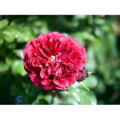 'Nadia™ Renaissance'® Rosa X 'Nadia™ Renaissance'® A-Kvalitet,- Barrods Roser Min. 3 Grene 11 'Nadia™ Renaissance'® Rosa X 'Nadia™ Renaissance'® A-Kvalitet,- Barrods Roser Min. 3 Grene -Planter Salgsbutik fi4749 rosa nadia poulen007 n a1ce