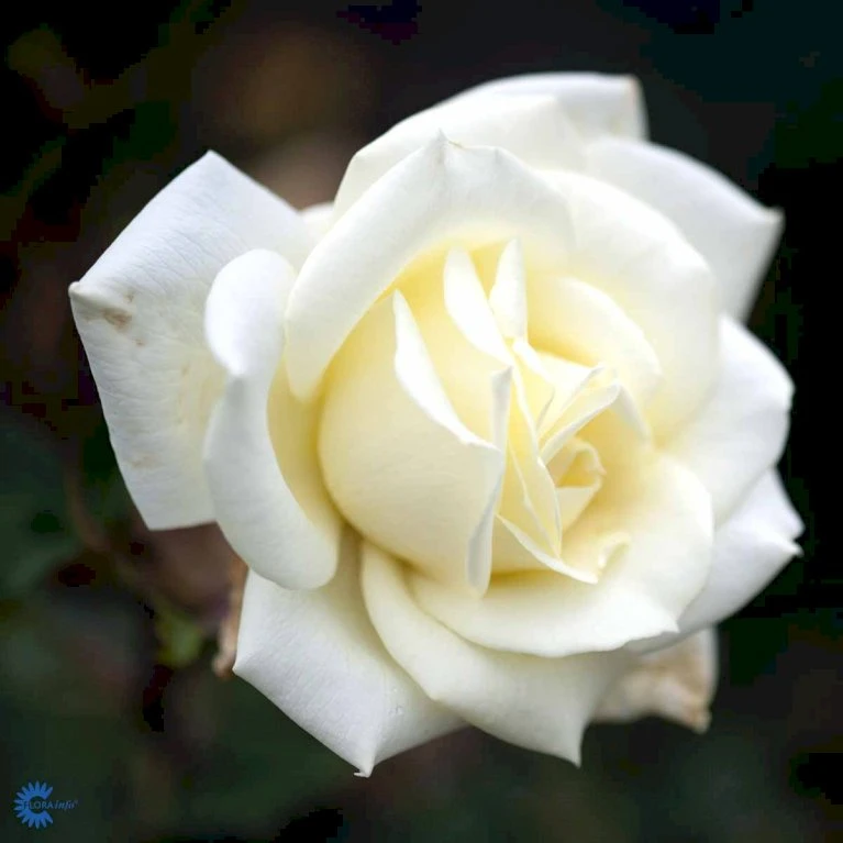 'Polarstern'® Rosa X 'Polarstern'® (Storblomstrende) A-Kvalitet,- Barrods Roser Min. 3 Grene 7 'Polarstern'® Rosa X 'Polarstern'® (Storblomstrende) A-Kvalitet,- Barrods Roser Min. 3 Grene - Image 5