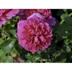 'Princess Anne'™ Rosa X 'Princess Anne'™ (Engelsk Rose) A-Kvalitet,- Barrods Roser Min. 3 Grene 17 'Princess Anne'™ Rosa X 'Princess Anne'™ (Engelsk Rose) A-Kvalitet,- Barrods Roser Min. 3 Grene -Planter Salgsbutik fi4906 rosa princess anne d128