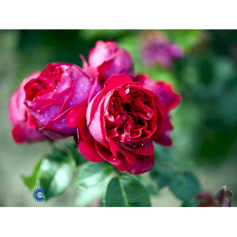 'Red Willestrup' Rosa X 'Red Willestrup' (Slyngrose) A-Kvalitet,- Barrods Roser Min. 3 Grene 5 'Red Willestrup' Rosa X 'Red Willestrup' (Slyngrose) A-Kvalitet,- Barrods Roser Min. 3 Grene - Image 3