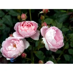 'Scepter'd Isle'™ Rosa X 'Scepter'd Isle'™ (Engelsk Rose) A-Kvalitet,- Barrods Roser Min. 3 Grene 17 'Scepter'd Isle'™ Rosa X 'Scepter'd Isle'™ (Engelsk Rose) A-Kvalitet,- Barrods Roser Min. 3 Grene -Planter Salgsbutik fi5058 rosa scepter d isle ausland 9759