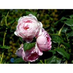 'Scepter'd Isle'™ Rosa X 'Scepter'd Isle'™ (Engelsk Rose) A-Kvalitet,- Barrods Roser Min. 3 Grene 18 'Scepter'd Isle'™ Rosa X 'Scepter'd Isle'™ (Engelsk Rose) A-Kvalitet,- Barrods Roser Min. 3 Grene -Planter Salgsbutik fi5058 rosa scepter d isle ausland a3cc
