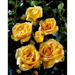 'Sophia™ Renaissance'® Rosa X 'Sophia™ Renaissance'® (Renaissancerose) A-Kvalitet,- Barrods Roser Min. 3 Grene 9 'Sophia™ Renaissance'® Rosa X 'Sophia™ Renaissance'® (Renaissancerose) A-Kvalitet,- Barrods Roser Min. 3 Grene -Planter Salgsbutik fi5121 rosa sophia poulen002 n cc8f