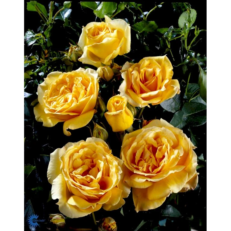 'Sophia™ Renaissance'® Rosa X 'Sophia™ Renaissance'® (Renaissancerose) A-Kvalitet,- Barrods Roser Min. 3 Grene 6 'Sophia™ Renaissance'® Rosa X 'Sophia™ Renaissance'® (Renaissancerose) A-Kvalitet,- Barrods Roser Min. 3 Grene - Image 4