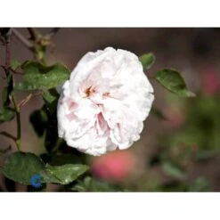 'Souvenier De La Malmaison' Rosa Bourboniana 'Souvenier De La Malmaison' (Bourbonrose) A-Kvalitet,- Barrods Roser Min. 3 Grene 13 'Souvenier De La Malmaison' Rosa Bourboniana 'Souvenier De La Malmaison' (Bourbonrose) A-Kvalitet,- Barrods Roser Min. 3 Grene -Planter Salgsbutik fi5126 rosa souvenir de la malmaison f191