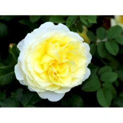 'Stockholm'™ Rosa X 'Stockholm'™ (Slotsrose) A-Kvalitet,- Barrods Roser Min. 3 Grene 23 'Stockholm'™ Rosa X 'Stockholm'™ (Slotsrose) A-Kvalitet,- Barrods Roser Min. 3 Grene -Planter Salgsbutik fi5142 rosa stockholm tm poulcas033 n 48a2