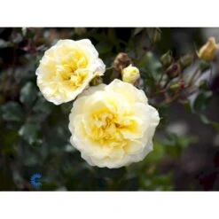 'Stockholm'™ Rosa X 'Stockholm'™ (Slotsrose) A-Kvalitet,- Barrods Roser Min. 3 Grene 22 'Stockholm'™ Rosa X 'Stockholm'™ (Slotsrose) A-Kvalitet,- Barrods Roser Min. 3 Grene -Planter Salgsbutik fi5142 rosa stockholm tm poulcas033 n a07e