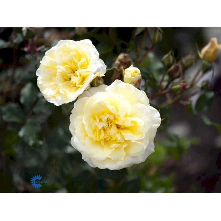 'Stockholm'™ Rosa X 'Stockholm'™ (Slotsrose) A-Kvalitet,- Barrods Roser Min. 3 Grene 12 'Stockholm'™ Rosa X 'Stockholm'™ (Slotsrose) A-Kvalitet,- Barrods Roser Min. 3 Grene - Image 10