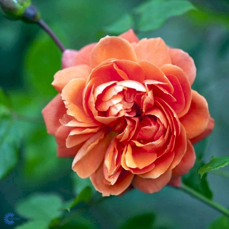 'Summer Song'™ Rosa X 'Summer Song'™ (Engelsk Rose) A-Kvalitet,- Barrods Roser Min. 3 Grene 10 'Summer Song'™ Rosa X 'Summer Song'™ (Engelsk Rose) A-Kvalitet,- Barrods Roser Min. 3 Grene - Image 8