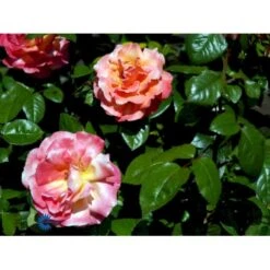 'Troika' Rosa X 'Troika' (Storblomstrende) A-Kvalitet,- Barrods Roser Min. 3 Grene 20 'Troika' Rosa X 'Troika' (Storblomstrende) A-Kvalitet,- Barrods Roser Min. 3 Grene -Planter Salgsbutik fi5260 rosa troika n 4988
