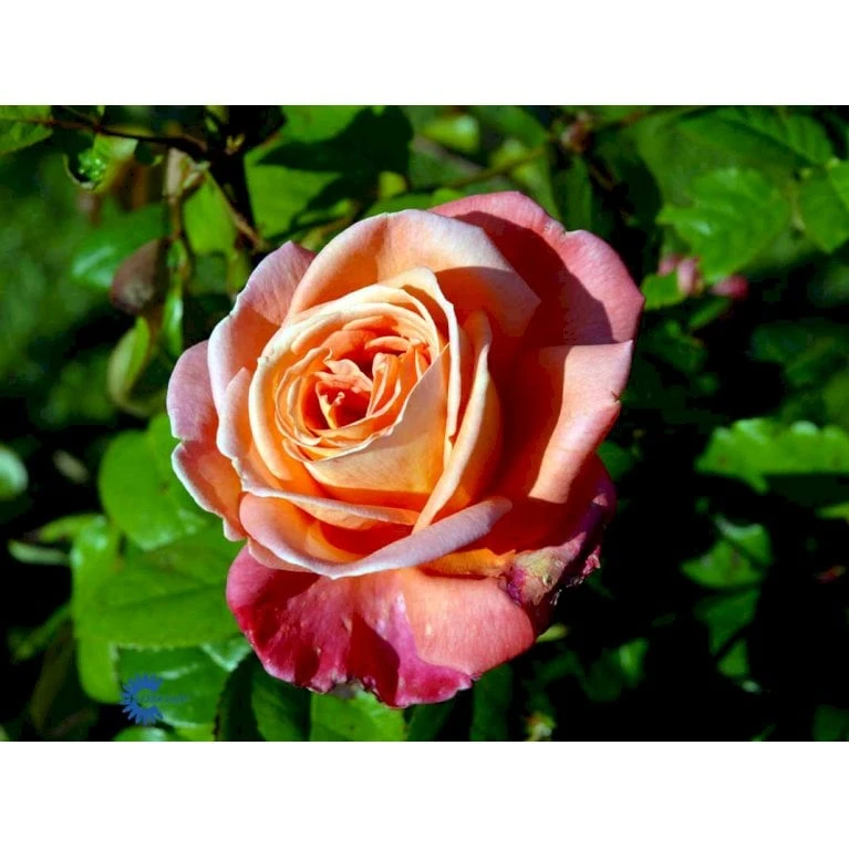 'Troika' Rosa X 'Troika' (Storblomstrende) A-Kvalitet,- Barrods Roser Min. 3 Grene 9 'Troika' Rosa X 'Troika' (Storblomstrende) A-Kvalitet,- Barrods Roser Min. 3 Grene - Image 7