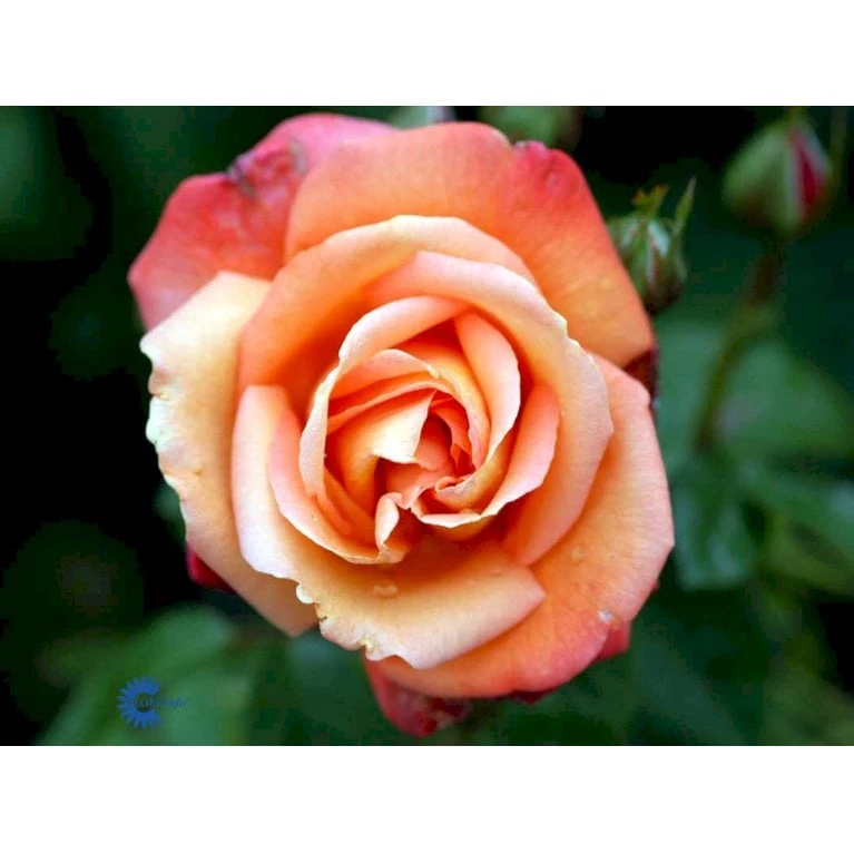 'Troika' Rosa X 'Troika' (Storblomstrende) A-Kvalitet,- Barrods Roser Min. 3 Grene 10 'Troika' Rosa X 'Troika' (Storblomstrende) A-Kvalitet,- Barrods Roser Min. 3 Grene - Image 8