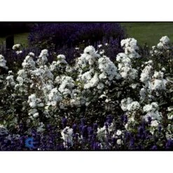 'Tumbling Waters'™ Rosa X 'Tumbling Waters'™ (Bunddækkerose) A-Kvalitet,- Barrods Roser Min. 3 Grene -Planter Salgsbutik fi5263 rosa tumbling waters poultumb n 25a4