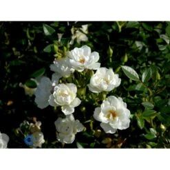 'Tumbling Waters'™ Rosa X 'Tumbling Waters'™ (Bunddækkerose) A-Kvalitet,- Barrods Roser Min. 3 Grene -Planter Salgsbutik fi5263 rosa tumbling waters poultumb n e3be