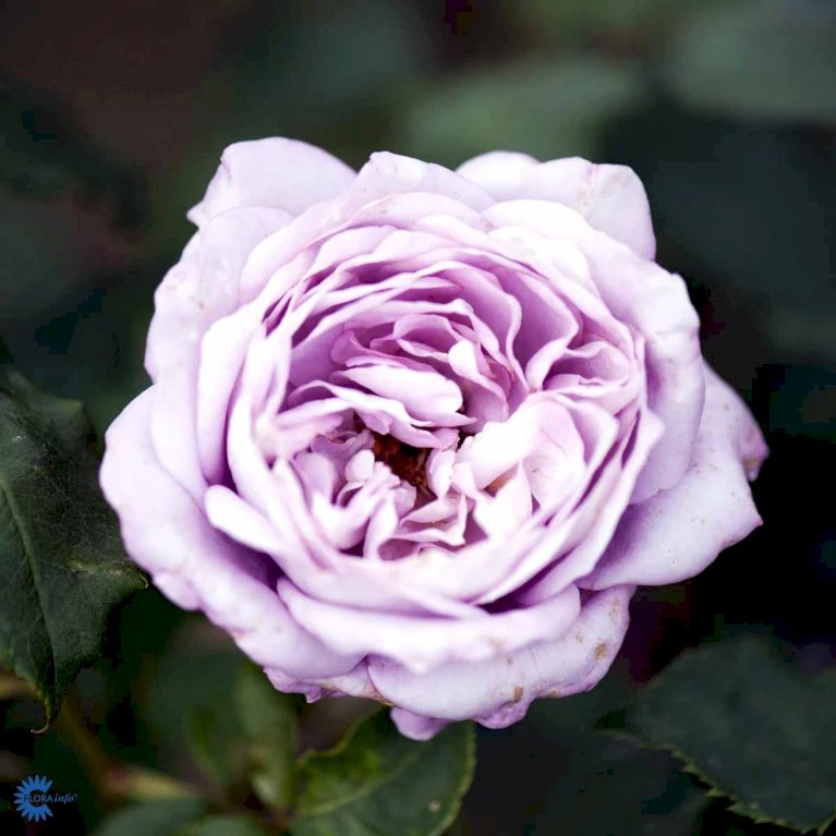 'Twice In A Blue Moon'® Rosa X 'Twice In A Blue Moon'® (Storblomstrende) A-Kvalitet,- Barrods Roser Min. 3 Grene 6 'Twice In A Blue Moon'® Rosa X 'Twice In A Blue Moon'® (Storblomstrende) A-Kvalitet,- Barrods Roser Min. 3 Grene - Image 4