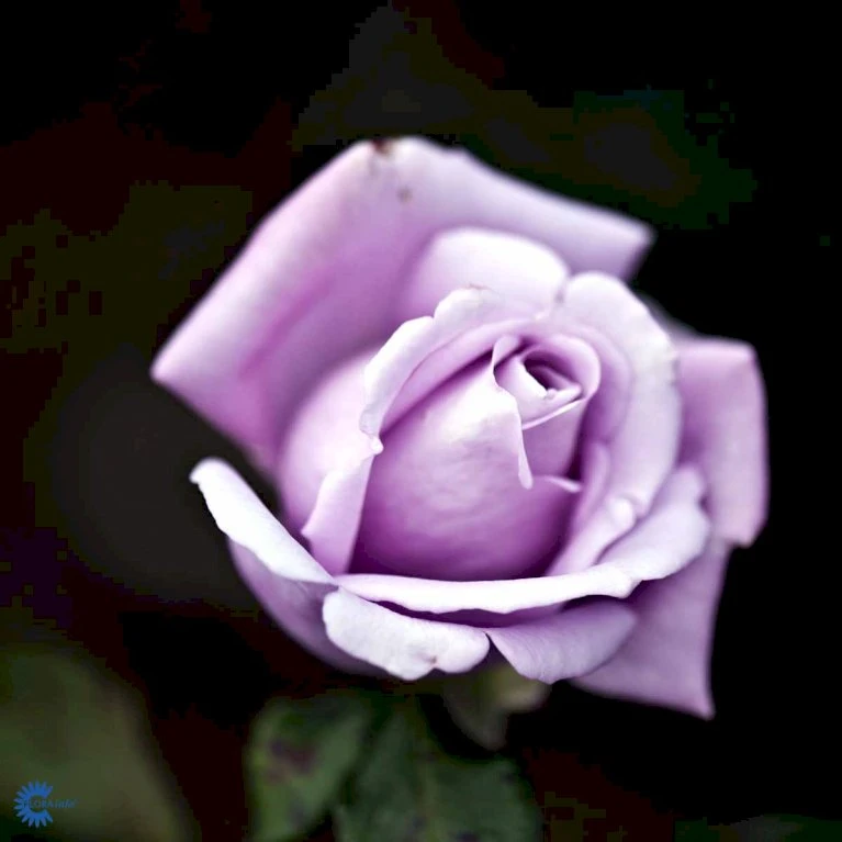 'Twice In A Blue Moon'® Rosa X 'Twice In A Blue Moon'® (Storblomstrende) A-Kvalitet,- Barrods Roser Min. 3 Grene 7 'Twice In A Blue Moon'® Rosa X 'Twice In A Blue Moon'® (Storblomstrende) A-Kvalitet,- Barrods Roser Min. 3 Grene - Image 5