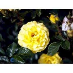 'Viborg'™ Rosa X 'Viborg'™ (Slotsrose) A-Kvalitet,- Barrods Roser Min. 3 Grene 13 'Viborg'™ Rosa X 'Viborg'™ (Slotsrose) A-Kvalitet,- Barrods Roser Min. 3 Grene -Planter Salgsbutik fi5281 rosa viborg poullug n 8b04