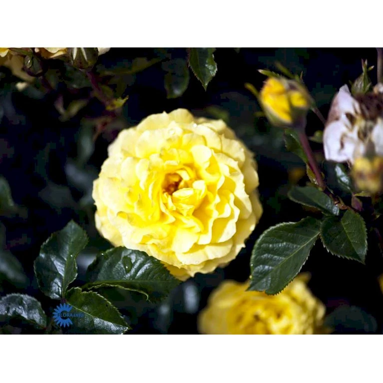 'Viborg'™ Rosa X 'Viborg'™ (Slotsrose) A-Kvalitet,- Barrods Roser Min. 3 Grene 8 'Viborg'™ Rosa X 'Viborg'™ (Slotsrose) A-Kvalitet,- Barrods Roser Min. 3 Grene - Image 6