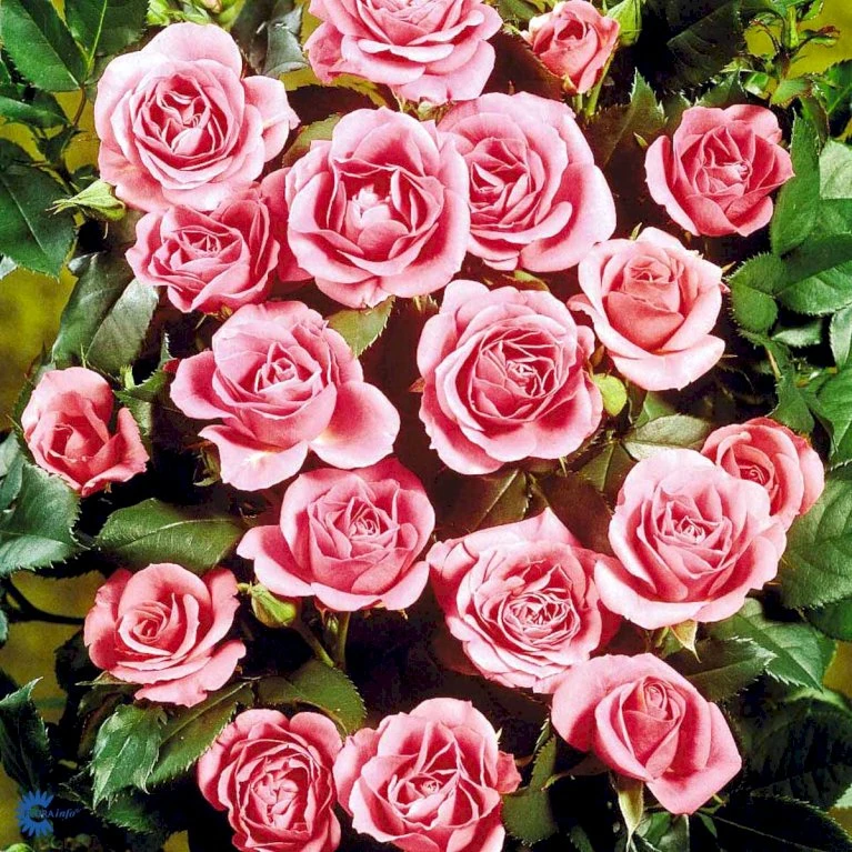 'Violet™ Hit'® Rosa X 'Violet™ Hit'® (Miniaturerose) A-Kvalitet,- Barrods Roser Min. 3 Grene 11 'Violet™ Hit'® Rosa X 'Violet™ Hit'® (Miniaturerose) A-Kvalitet,- Barrods Roser Min. 3 Grene - Image 9