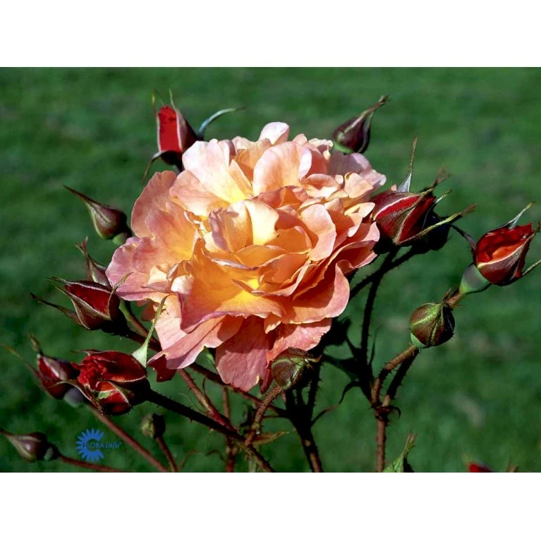 'Westerland'® Rosa X 'Westerland'® (Slyngrose) A-Kvalitet,- Barrods Roser Min. 3 Grene 14 'Westerland'® Rosa X 'Westerland'® (Slyngrose) A-Kvalitet,- Barrods Roser Min. 3 Grene - Image 12