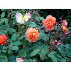 'Westerland'® Rosa X 'Westerland'® (Slyngrose) A-Kvalitet,- Barrods Roser Min. 3 Grene 23 'Westerland'® Rosa X 'Westerland'® (Slyngrose) A-Kvalitet,- Barrods Roser Min. 3 Grene -Planter Salgsbutik fi5307 rosa westerland a556