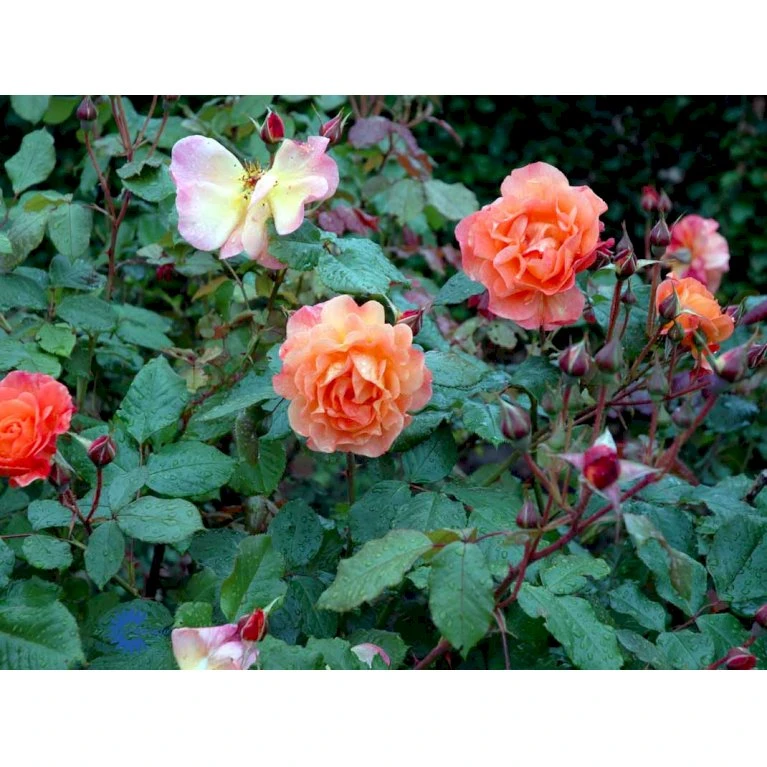 'Westerland'® Rosa X 'Westerland'® (Slyngrose) A-Kvalitet,- Barrods Roser Min. 3 Grene 11 'Westerland'® Rosa X 'Westerland'® (Slyngrose) A-Kvalitet,- Barrods Roser Min. 3 Grene - Image 9