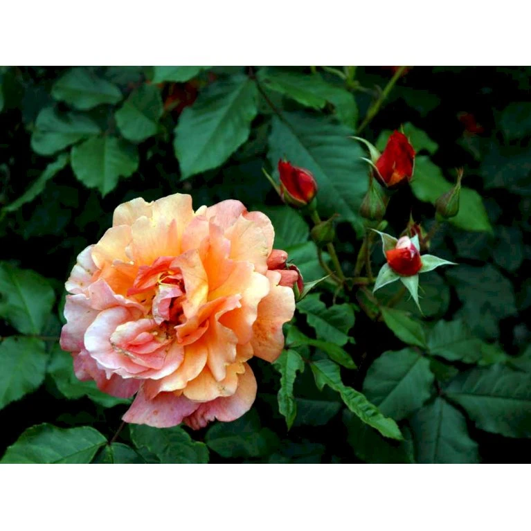 'Westerland'® Rosa X 'Westerland'® (Slyngrose) A-Kvalitet,- Barrods Roser Min. 3 Grene 13 'Westerland'® Rosa X 'Westerland'® (Slyngrose) A-Kvalitet,- Barrods Roser Min. 3 Grene - Image 11