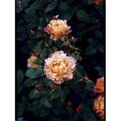 'Westerland'® Rosa X 'Westerland'® (Slyngrose) A-Kvalitet,- Barrods Roser Min. 3 Grene 27 'Westerland'® Rosa X 'Westerland'® (Slyngrose) A-Kvalitet,- Barrods Roser Min. 3 Grene -Planter Salgsbutik fi5307 rosa westerland b8a5
