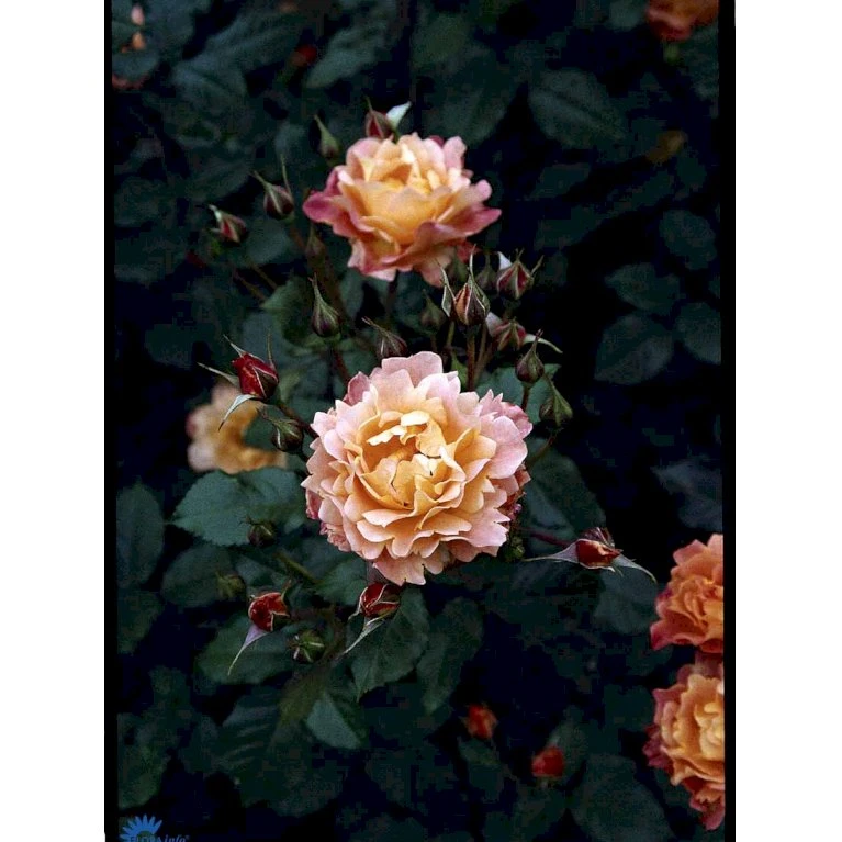 'Westerland'® Rosa X 'Westerland'® (Slyngrose) A-Kvalitet,- Barrods Roser Min. 3 Grene 15 'Westerland'® Rosa X 'Westerland'® (Slyngrose) A-Kvalitet,- Barrods Roser Min. 3 Grene - Image 13