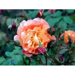 'Westerland'® Rosa X 'Westerland'® (Slyngrose) A-Kvalitet,- Barrods Roser Min. 3 Grene 24 'Westerland'® Rosa X 'Westerland'® (Slyngrose) A-Kvalitet,- Barrods Roser Min. 3 Grene -Planter Salgsbutik fi5307 rosa westerland f510