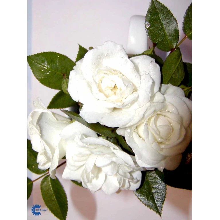 'White Cover'® Rosa X 'White Cover'® (Bunddækkerose) A-Kvalitet,- Barrods Roser Min. 3 Grene 15 'White Cover'® Rosa X 'White Cover'® (Bunddækkerose) A-Kvalitet,- Barrods Roser Min. 3 Grene - Image 13