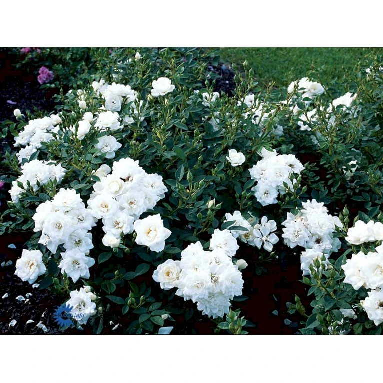 'White Cover'® Rosa X 'White Cover'® (Bunddækkerose) A-Kvalitet,- Barrods Roser Min. 3 Grene 14 'White Cover'® Rosa X 'White Cover'® (Bunddækkerose) A-Kvalitet,- Barrods Roser Min. 3 Grene - Image 12