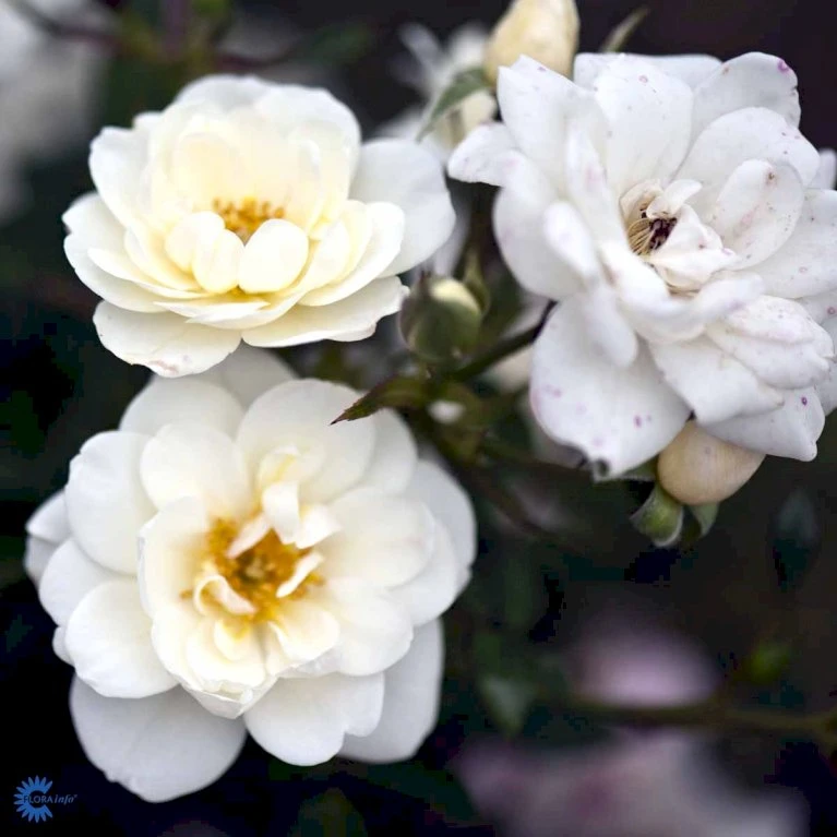 'White Cover'® Rosa X 'White Cover'® (Bunddækkerose) A-Kvalitet,- Barrods Roser Min. 3 Grene 12 'White Cover'® Rosa X 'White Cover'® (Bunddækkerose) A-Kvalitet,- Barrods Roser Min. 3 Grene - Image 10