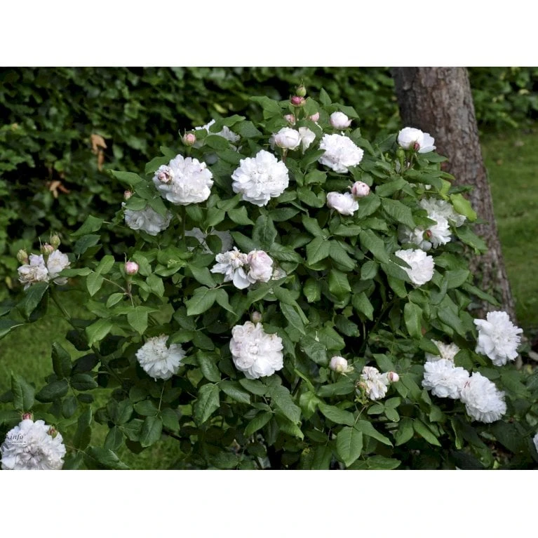 'White Jacques Cartier' Rosa Portlandica 'White Jacques Cartier' (Portlandrose) A-Kvalitet,- Barrods Roser Min. 3 Grene 5 'White Jacques Cartier' Rosa Portlandica 'White Jacques Cartier' (Portlandrose) A-Kvalitet,- Barrods Roser Min. 3 Grene - Image 3