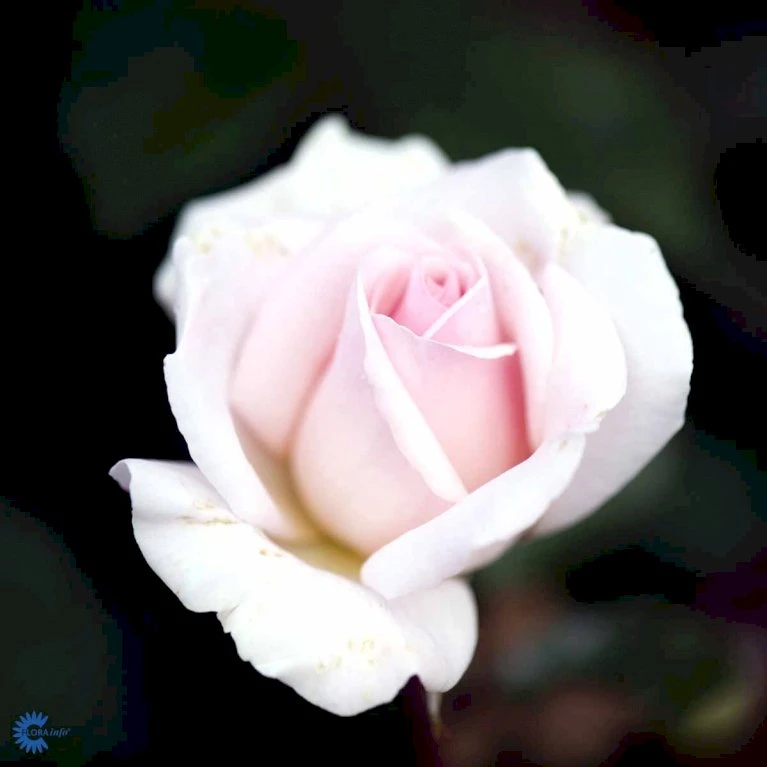 'A White Shade Of Pale' Rosa X 'A White Shade Of Pale' (Storblomstrende) A-Kvalitet,- Barrods Roser Min. 3 Grene 8 'A White Shade Of Pale' Rosa X 'A White Shade Of Pale' (Storblomstrende) A-Kvalitet,- Barrods Roser Min. 3 Grene - Image 6