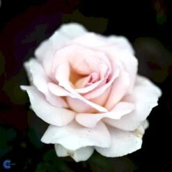 'A White Shade Of Pale' Rosa X 'A White Shade Of Pale' (Storblomstrende) A-Kvalitet,- Barrods Roser Min. 3 Grene 12 'A White Shade Of Pale' Rosa X 'A White Shade Of Pale' (Storblomstrende) A-Kvalitet,- Barrods Roser Min. 3 Grene -Planter Salgsbutik fi5323 rosa whiter shade of pale bfed