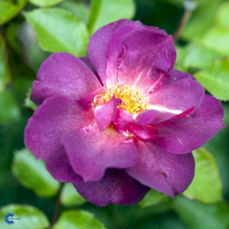 'Wild Rover' Rosa X 'Wild Rover' (Slyngrose) A-Kvalitet,- Barrods Roser Min. 3 Grene 7 'Wild Rover' Rosa X 'Wild Rover' (Slyngrose) A-Kvalitet,- Barrods Roser Min. 3 Grene - Image 5